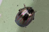 Chrysolina americana
