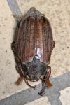Melolontha melolontha