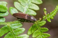 Athous haemorrhoidalis