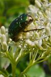 Cetonia aurata