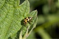 Propylea quatuordecimpunctata