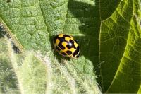 Propylea quatuordecimpunctata