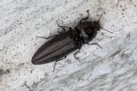 Cidnopus pilosus