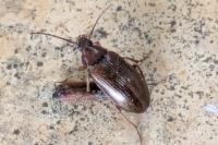 Gonodera luperus