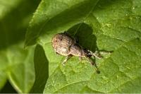 Peritelus sphaeroides