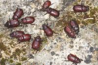 Oryctes nasicornis