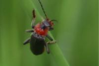 Cantharis fusca