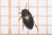 Hydroglyphus geminus