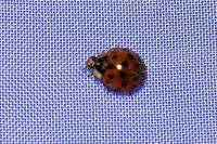 Harmonia axyridis