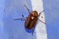 Rhizotrogus aestivus