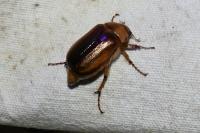 Rhizotrogus aestivus