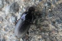 Harpalus