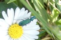 Psilothrix viridicoerulea