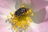 Oxythyrea funesta