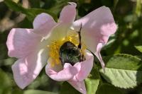 Cetonia aurata