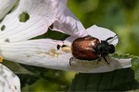 Phyllopertha horticola