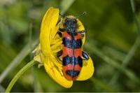 Trichodes alvearius
