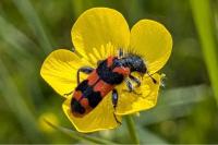 Trichodes alvearius