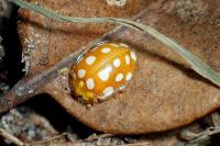 Halyzia sedecimguttata