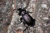 Carabus granulatus