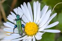 Oedemera nobilis
