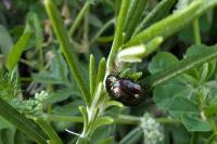 Chrysolina americana