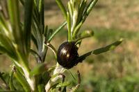 Chrysolina americana
