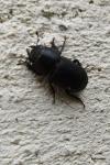 Dorcus parallelipipedus
