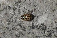 Tytthaspis sedecimpunctata