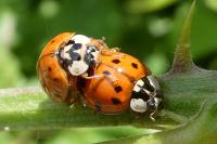 Harmonia axyridis