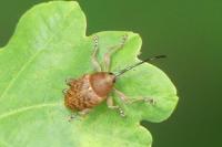 Curculio