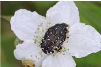 Oxythyrea funesta