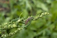 Athous haemorrhoidalis