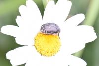 Oxythyrea funesta
