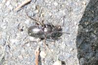 Stenomax aeneus