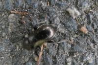 Stenomax aeneus