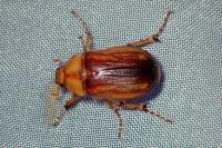 Rhizotrogus aestivus