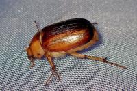 Rhizotrogus aestivus
