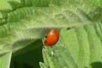 Harmonia axyridis