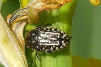 Oxythyrea funesta