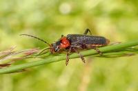 Cantharis fusca