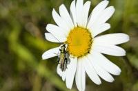 Oedemera nobilis