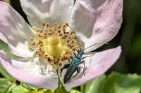 Oedemera nobilis