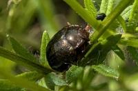 Chrysolina bankii