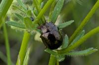 Chrysolina bankii