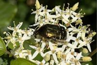 Cetonia aurata