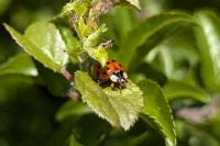 Harmonia axyridis
