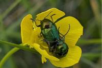 Cryptocephalus