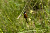 Omophlus lepturoides