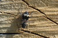 Clerus mutillarius